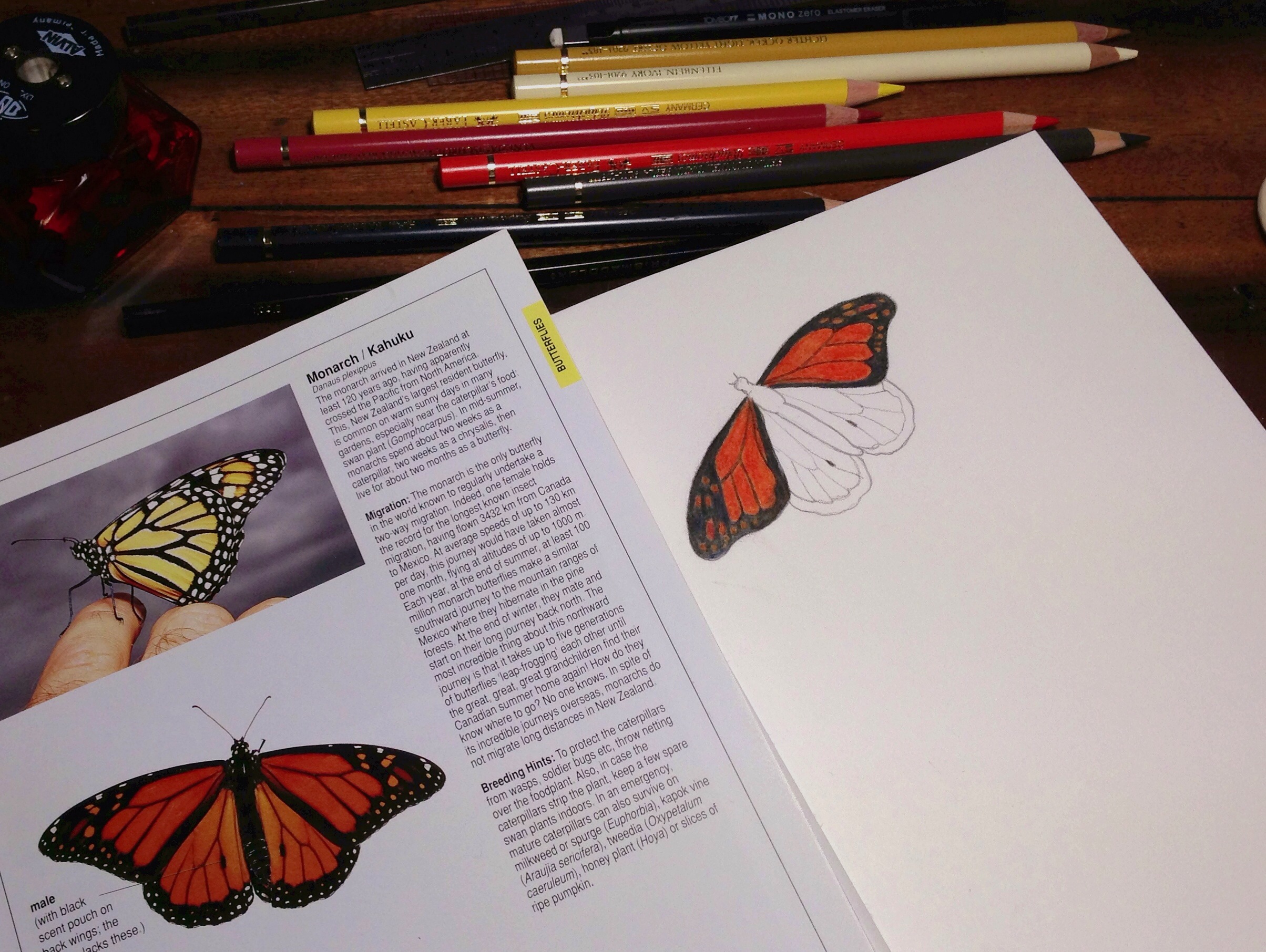 Working on a drawing of a Monarch Butterfly