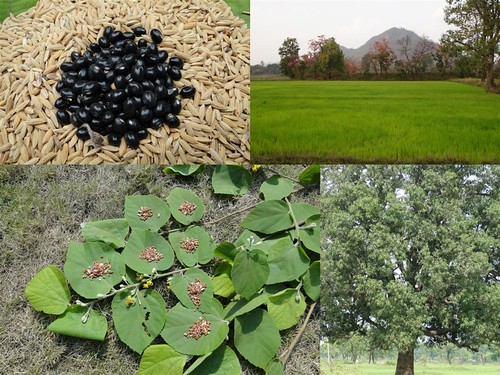 Medicinal Rice Formulations for Diabetes Complications, Heart and Kidney Diseases (TH Group-74) from Pankaj Oudhia’s Medicinal Plant Database by Pankaj Oudhia