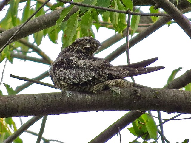 Common Nighthawk at Angler's Pond in Bloomington, IL 05