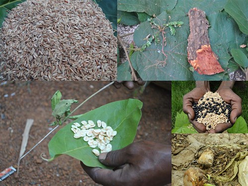 Indigenous Medicinal Rice Formulations for Heart, Kidney and Spleen Diseases and Cancer and Diabetes Complications (TH Group-118) from Pankaj Oudhia’s Medicinal Plant Database by Pankaj Oudhia
