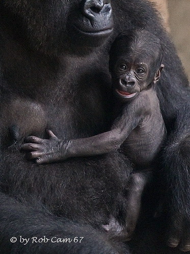 Gorilla Baby by Rob Cam 67
