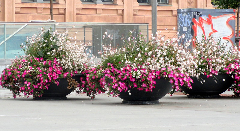 flowers on the street