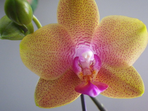 Orchid Blooming Feb 2014 by s.kosoris