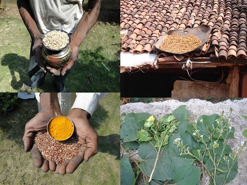 Medicinal Rice Formulations for Diabetes Complications and Heart Diseases (TH Group-26) from Pankaj Oudhia’s Medicinal Plant Database by Pankaj Oudhia