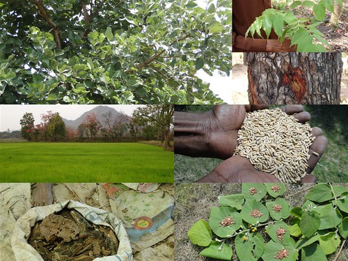 Medicinal Rice Formulations for Diabetes Complications, Heart and Liver Diseases (TH Group-66) from Pankaj Oudhia’s Medicinal Plant Database by Pankaj Oudhia