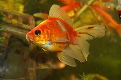 Goldfish/Poissons rouges