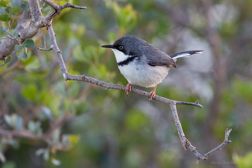 Bar-throated Apalis by andiwolfe