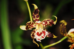 Ecuadorian Orchids