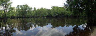 Sparkleberry Swamp Landing Panorama