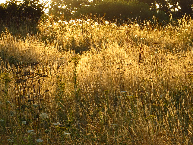 Evening Light on Little Tumulus Field