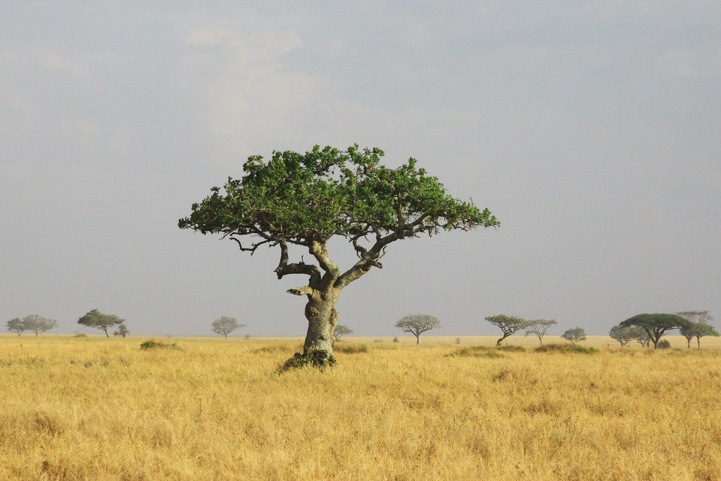 Serengeti tree