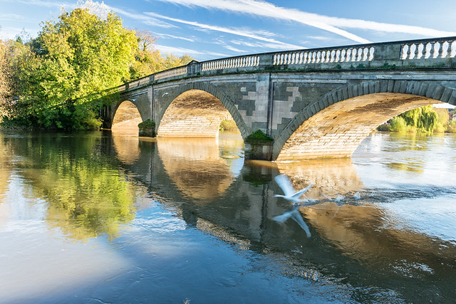 A-swan-flies-through-the-bridge-at-Bewdley
