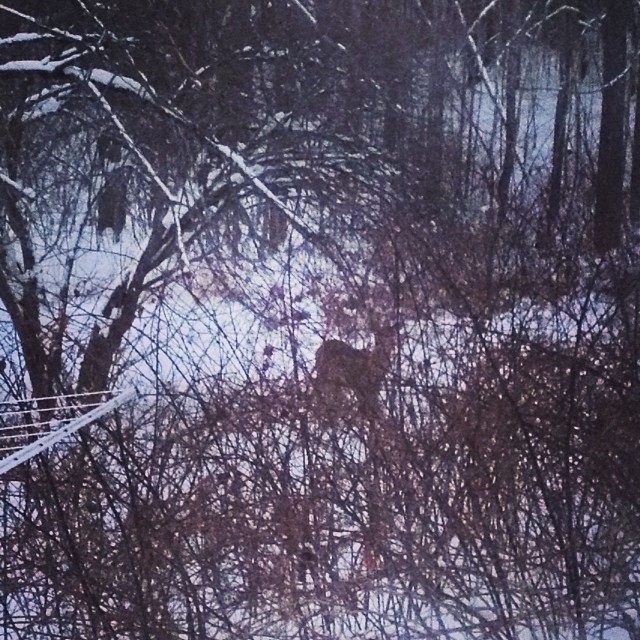 Deer in the blackberry patch.