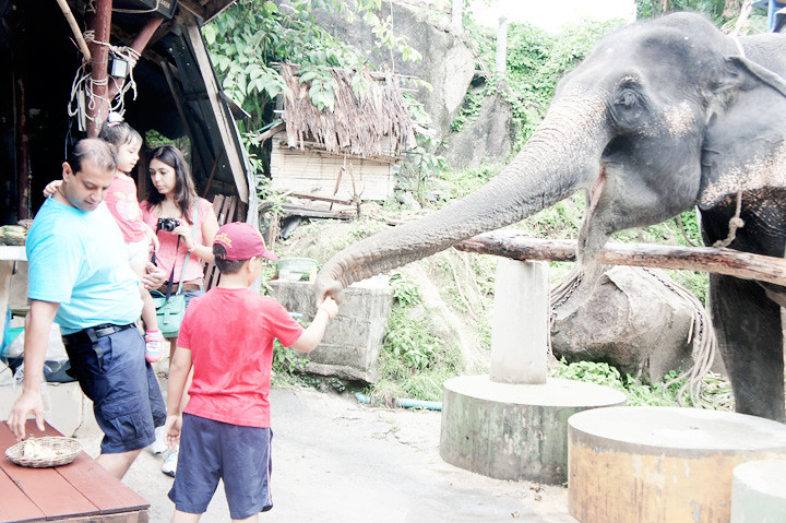 phuket elephant riding typicalben 14