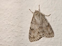 Noctuidae, Thailand