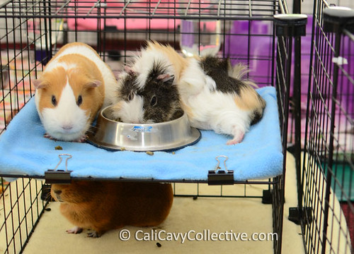 Three guinea pigs enjoying bunk bed