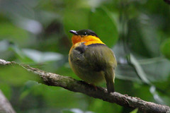 Costa Rica Wildlife 2012