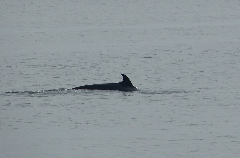 P1050483_2 - Minke Whale, Isle of Mull