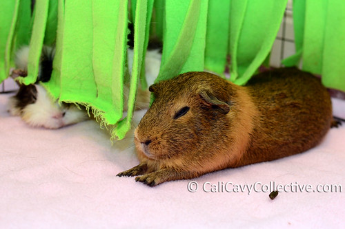 Guinea pig Belka naps under fleece fringe
