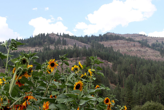 sunflowers and moutains