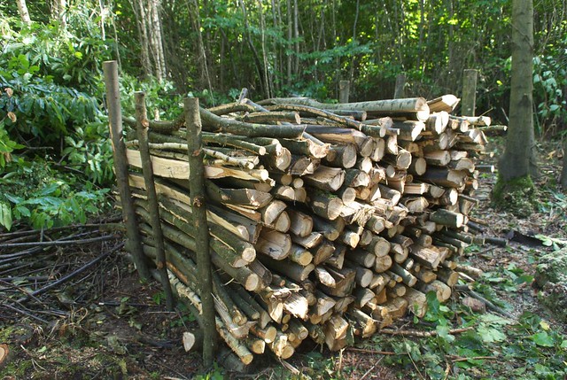 DSC_7096 logs in the woods