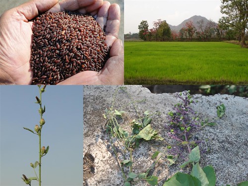 Validated and Potential Medicinal Rice Formulations for Glossopharyngeal neuralgia and/with Diabetes mellitus Type 2 Complications (TH Group-264) from Pankaj Oudhia’s Medicinal Plant Database by Pankaj Oudhia