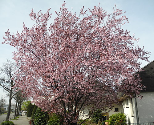 Rosa blühender Baum