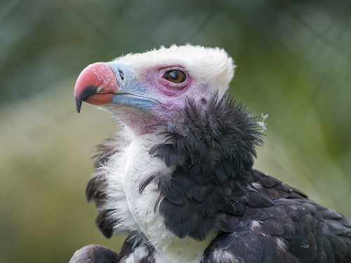 Profile portrait of a vulture by Tambako the Jaguar