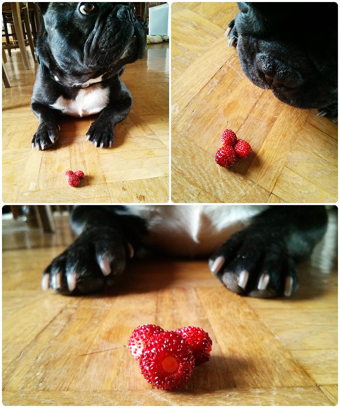 Griffin, bouledogue français, et les fraises...