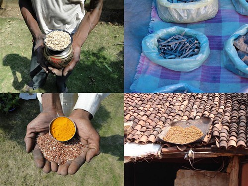 Medicinal Rice Formulations for Diabetes Complications and Heart Diseases (TH Group-26) from Pankaj Oudhia’s Medicinal Plant Database by Pankaj Oudhia
