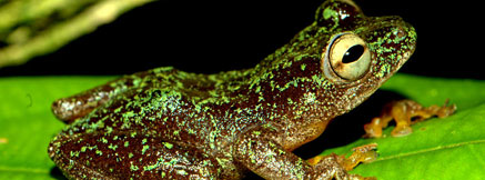 歐曼紐杜蘆葦蛙。圖片來自CI，Jos Keilgast攝。