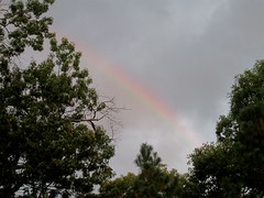 rainbow by Teckelcar