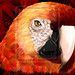 #Red #Macaw #Parrot #Portrait by Bluedarkat on @deviantART