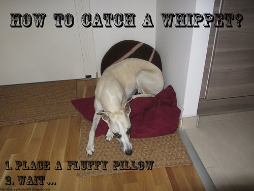 how-to-catch-a-whippet