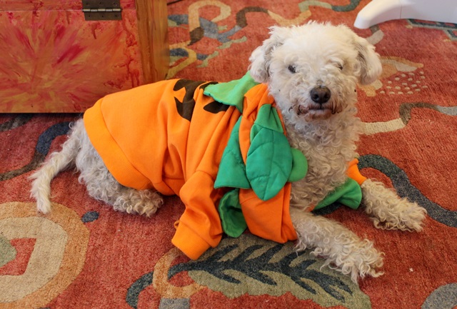 Enthusiastic Dog Pumpkin