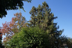 			Klaus Naujok posted a photo:	On the other side, there still is some red coloring in the leaves.