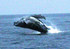 沖縄・座間味のクジラ