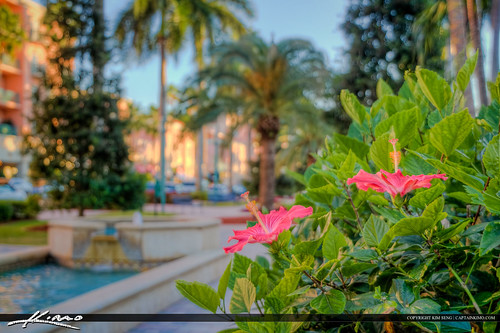 Mizner Park Hibiscus Flower Boca Raton City Downtown by Captain Kimo