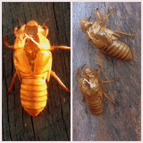 January 30: Cicada shells
