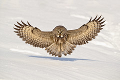 The Phantom of the North - Great grey owl