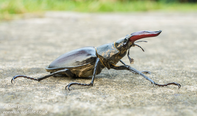 stag beetle Lucanus cervus