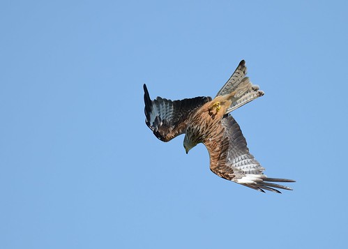 Red Kite - The Diving Roll by Andy Pritchard - Barrowford