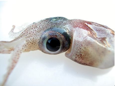 頭足類的眼睛常佔去頭部甚至整個身體極大的比例，例如圖中耳烏賊的巨大眼睛。