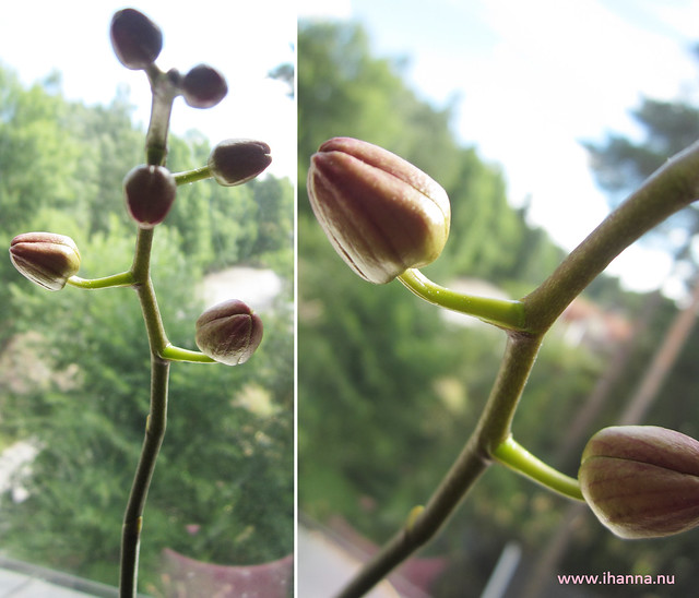 Budding orchid