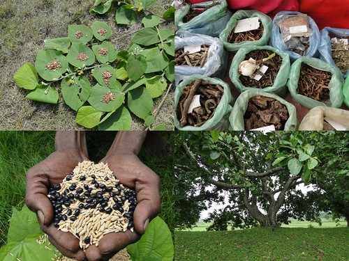 Medicinal Rice Formulations for Diabetes Complications, Heart and Kidney Diseases (TH Group-85) from Pankaj Oudhia’s Medicinal Plant Database by Pankaj Oudhia