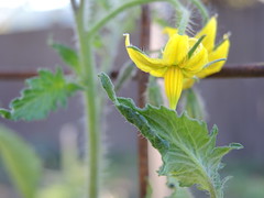 Tomato leaf and flower