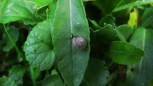 Trochulus hispidus - hairy snail - Gemeine Haarschnecke - veloutée commune (juvenile 1 cm)