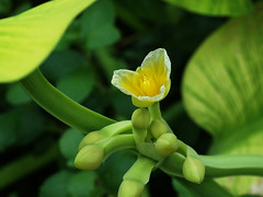 Limnocharitaceae キバナオモダカ科