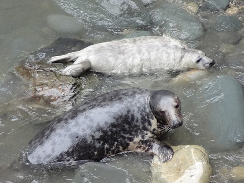 Seal mum and pup