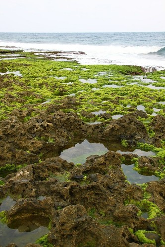 南仁漁港旁的礁岩上，長滿藻類，大、小潮池提供生物棲息空間。